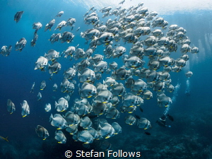 Fly By

Longfin Batfish - Platax teira

Sail Rock, Th... by Stefan Follows 